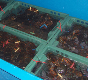 Live Seafood Holding Facilities photo 1