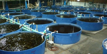 Aquaculture photo 1