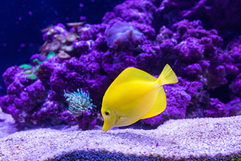 Retail Aquarium/Pet Stores photo 1