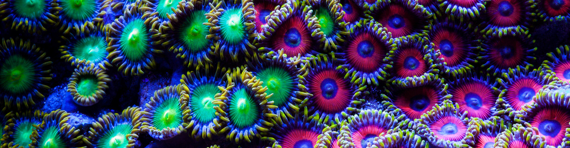 Page Header Photo